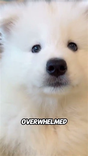 Why Your Dog Licks the Air for No Reason — This Is What It Really Means