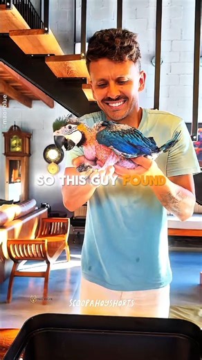The Most Aggressive Way To Feed A Baby Macaw 🦜🥣 #shorts