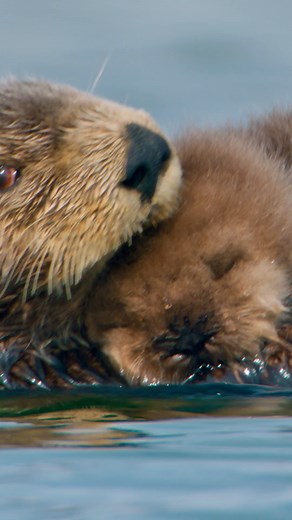 How Sea Otter Moms Keep Pups Warm with Waterproof Fur
