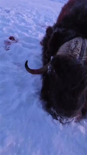 Muskox Bull from the far North, an animal from the Ice Age that still roams . This old bull would have came up against Polar Bears and Wolves many times. The area I’m in just below the North Pole allows 200 odd tags for Muskox to be taken by hunters per year but due to the difficulty of the land and remoteness only 60-80 Muskox are harvested per year I can see why, I can feel why too🥶 | Adam Greentree Bowhunting Australia