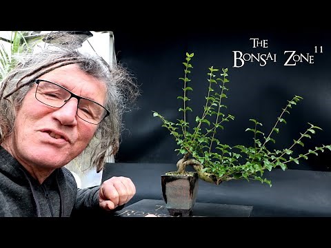 Pruning My Chinese Privet, The Bonsai Zone, Nov 2024