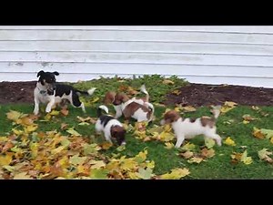 Jack Russel Puppies For Sale