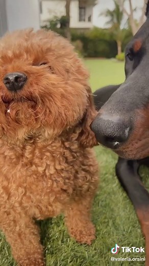 Sunday morning with my cuties 🥰 #dogsoftiktok #doberman #poodle #fyp