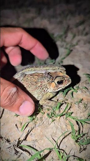 Today, catch a funny frog | toad and lizard funny boing boing by hand | froggy adventure funny