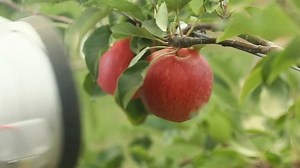VIDEO: How the New Zealand robot harvests apples