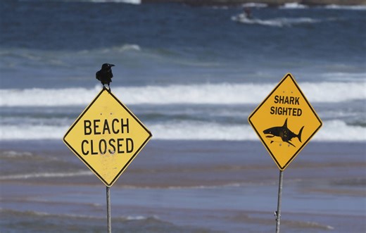Australie : « Il a disparu sous l’eau… » Un surfeur tué par un requin à Sydney, une première depuis 2022