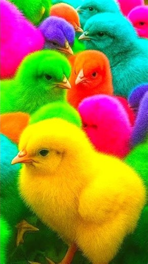 Ayam Rainbow, Ayam lucu, Ayam Warna warni, bebek lucu, kelinci lucu, kura kura