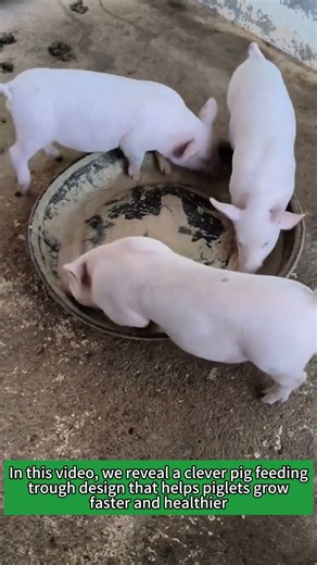 Smart Pig Feeding Hack – Perfect Trough Design for Healthy Piglets!