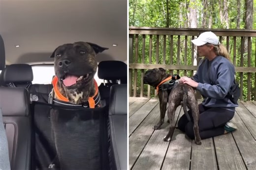 Shelter dog enjoys final day out before euthanasia—then everything changes