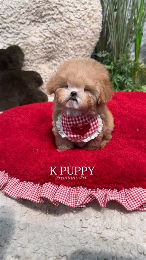 1.3K reactions · 45 shares | 笠笠 Creamy teddy bear twins | Korea teacup puppy | Facebook