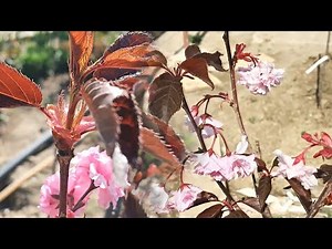 Prunus serrulata Royal Burgundy | Spring 2022 in bloom | Our first japanese cherry tree | Sakura