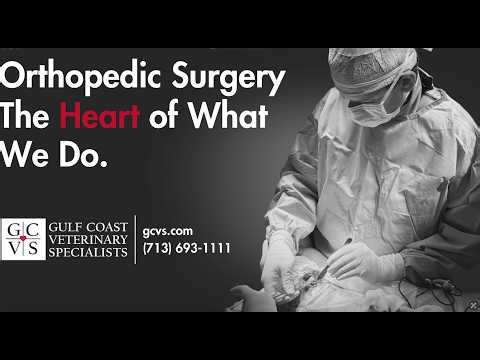 From Hip Pain to Confident Strides: Total Hip Replacement in Dogs