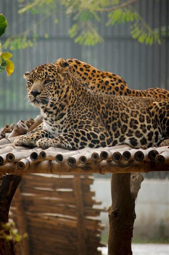 The mystery of animal patterns: why leopards have spots