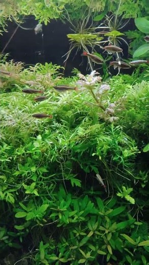 Why beginners love White Cloud Mountain Minnows! 🤔👇 #FishTank #Pets #viral #trending #shorts #song