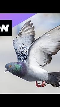 Pigeon 🕊 One Of The Most Intelligent Animals In The World #shorts
