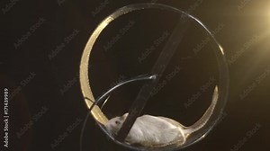 Two sandy mice together run in an iron running wheel, shooting with professional lighting. Slow motion shooting