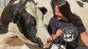 Woman creates sanctuary offering cow-hugging therapy