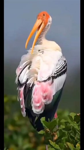A Bird That Never Cheats?! The Truth About Storks! #facts #animals #knowledge #shorts