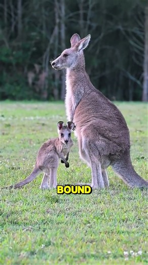 9 Unbelievable Animal World Records You Won’t Believe! 😄 #animalfacts