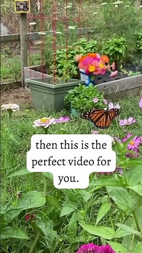 Ultimate Guide to Butterfly Gardening
