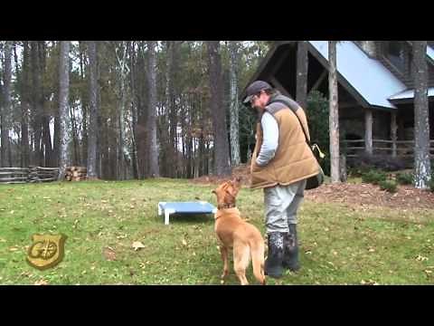 Gun Dog Training: The Place Board Drill with Sit, Heel and Here Commands