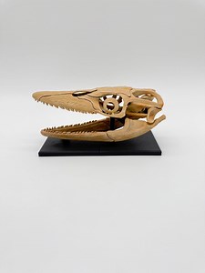 Xenodens Skeleton Kit – Realistic 3D Printed Fossil Replica | Marine Dino Model, STEM Learning Gift, Christmas Collectible - Etsy