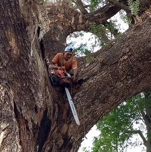 Hard work with cutting a big tree | Making Video