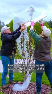 186K views · 1.1K reactions | Follow these expert tips before cicadas emerge to protect young trees from damage. Wrap branches in fine-mesh netting, such as tulle fabric, to keep the insects out while letting air and sunlight in. Keep it on for about six weeks until the cicadas are gone. Learn more about trees and cicadas: bit.ly/4bk0adx #cicadaseason #cicadas2024 #insects #trees #spring2024 #mortonarboretum | The Morton Arboretum | Facebook