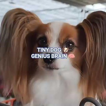 This Tiny Dog Has a Genius Brain 🧠🦋 (Papillon Facts)