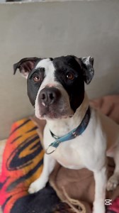 217K views · 4.5K reactions | Dneska tu pro vás mám povídání o třech fešácích u nás v útulku . A věděli jste, že u nás nejčastěji naleznete bull plemena? O těch se říká, že to jsou srdeční psi ❤️. Přesně jako Trip a Annabel. Ale i Hawkey má něco do sebe! #utulekusmudlinytachov #nekupujadoptuj #adoptdontshop #tachov #adopcemasmysl #smudlina | Psí útulek U Šmudliny Tachov-Vítkov | Facebook