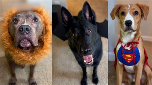 These pups love Halloween! See Astro, Cooper and Pluto in costumes that are too cute to spook! | USA TODAY