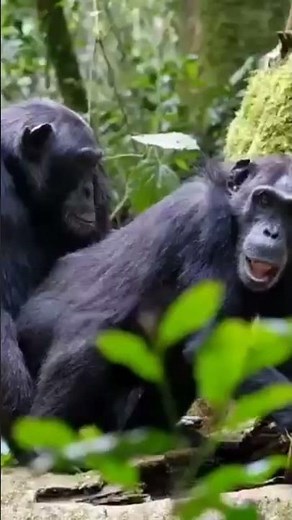 Chimpanzee mating