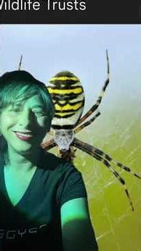 The most beautiful spiders in the world #fypage #spiders