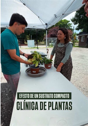🩺🌿 Clínica de plantas 🪴 Este potus llegó con hojas caídas, deshidratación y manchas… pero el problema no era el riego 👀 Tenía un sustrato muy compacto, que no dejaba respirar las raíces y terminó provocando pudrición radicular 😵 Recuerda: una planta sana parte siempre por un buen sustrato 🌱 Guarda este video, este error es más común de lo que crees 💚 #plantas #cuidadodeplantas #tips #botanica #clinicadeplantas