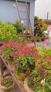 Pentas: The Flower That Never Takes a Break! 🌸 Pentas flowers bloom all year long, shining bright in every season. Their star-shaped petals attract butterflies and add constant color to your garden. Low maintenance, sun-loving, and always blooming — Pentas are nature’s little fireworks that never fade. Plant them once, enjoy them forever! 🌿✨ #fblifestyle #Reels #Trending #Viral #highlights #everyone #everyonehighlightsfollowers #flowerlovers #foryoupage #viralreels #viralflower #gardening #gar
