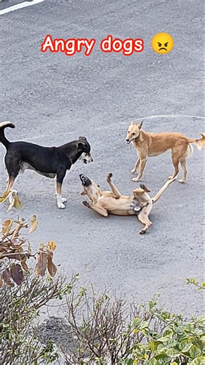 Angry dogs #ytshorts #dog #animallover #doglife #trending #shorts #shortfeed #viralvideo