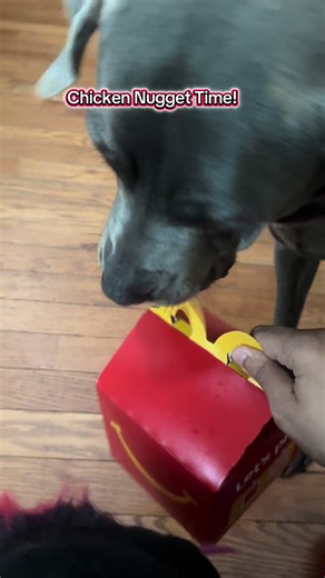 My Dog Loves Some McDonald’s Chicken Nuggets. #shapoppinwithquinnie #mcdonalds #dogsoftiktok #dog #shapoppinwithshannon