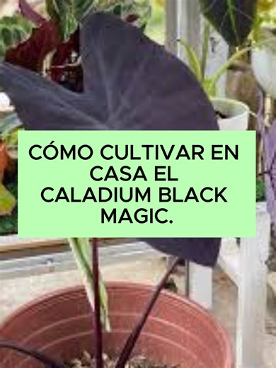 Cómo cultivar el Caladium Black Magic en casa fácilmente