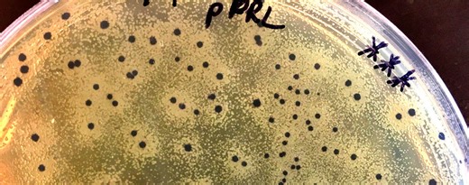 Biotechnology Exploratory