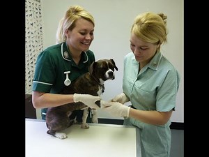 Making your first step into veterinary nursing: The essential role of the Veterinary Care Assistant