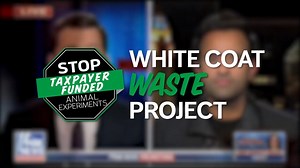 55 reactions · 69 shares | WATCH  WCW & Congresswoman Nancy Mace discuss #MonkeyIsland on Fox News. These primates are captured & shipped to MAX PAIN gov’t labs, experimented on & killed. Here’s how we followed the $13.5M tax bill…right to #Fauci  良 | White Coat Waste | Facebook