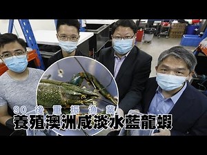 【on.cc東網】90後重振漁業 養殖澳洲咸淡水藍龍蝦