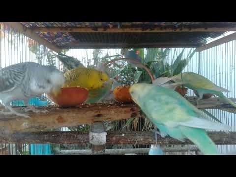 🌟 Vibrant Budgerigar Colors Unveiled 🐦✨ #budgie #colorful #birds