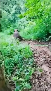 Hilarious Animal Fails Compilation | Funniest Animal Clips of 2023!