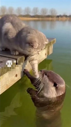 A Scottish Fold Gets Teased by an Otter… and Slips into the Water #cat #funny #adorably