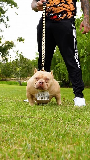 The Baddest B!tch of them all 🐾💄 - - - - #dogs #doglover #doglife #dogsofinstagram #dogstagram #dogoftheday | federalbullies