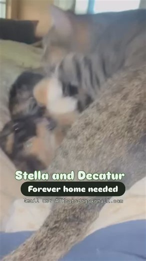Stella & Decatur are looking for a forever home in Austin, Tx! They became besties in our rescue and are looking for a family to call their own together! Decatur came all the way from the island of Roatan, Honduras in search of a forever home! Sadly, in Roatan kittens and cats are mistreated and killed, and the rescue Flight Angels of Roatan, helps save these cats by reaching out to rescues to fly them to the U.S. and help them give all these animals a second chance! He is such a sweet, lovely 1