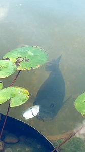 Gulp 🎣 | The Fish Whisperer