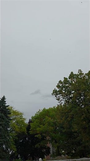 all crows , ever see a murder flying by.?!#crows #nature #birds