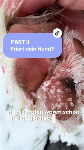Antwort auf @B C M 💙❤️ Nicht jeder Hund friert gleich – achte auf Fell, Zittern & Pfoten ❄️🐾 Speichern für den Winter 💙 #hundimwinter #winterhunde #hundetipps #pfotenpflege